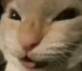 Muhehe Cat Muhehehe Cat GIF
