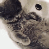 Multitasking Kitty Bathing And Drinking   GIF