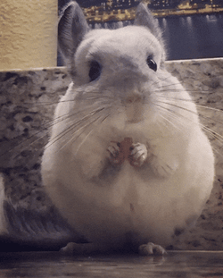 Munching White Adorable Chinchilla GIF