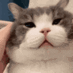Munchkin Cat Face Pulls GIF