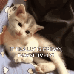 Munchkin Cat Friday Meme  GIF