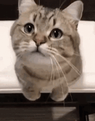 Munchkin Cat Looking Up GIF