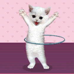 Munchkin Party Cat GIF