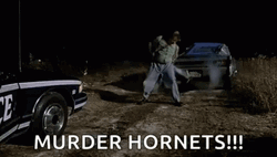 Murder Hornets Bee Meme GIF