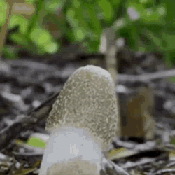 Mushroom Erection GIF
