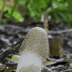 Mushroom Growth Timelapse GIF