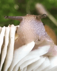 Mushroom Slug Eating Nature