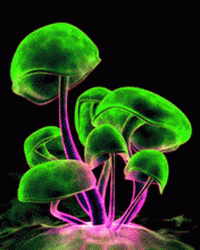 Mushrooms Glowing Neon Colors GIF