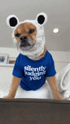 Mushu The Dog Shiba GIF