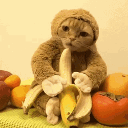 Muzs GIF