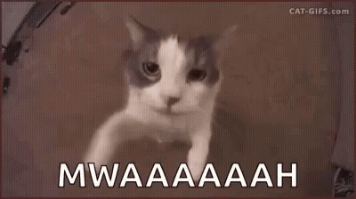 Mwah Kitty Love GIF