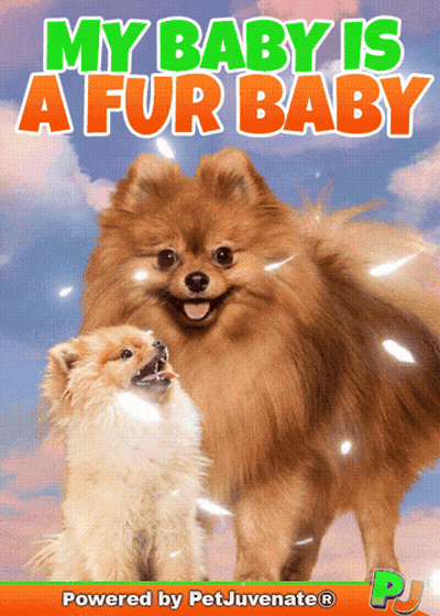 My Baby Is A Fur Baby Book With Two Pomeranians GIF