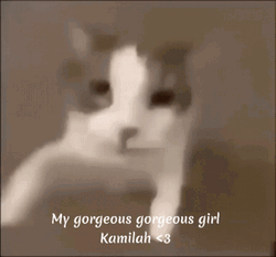 My Gorgeous Girl Kissing Cat GIF