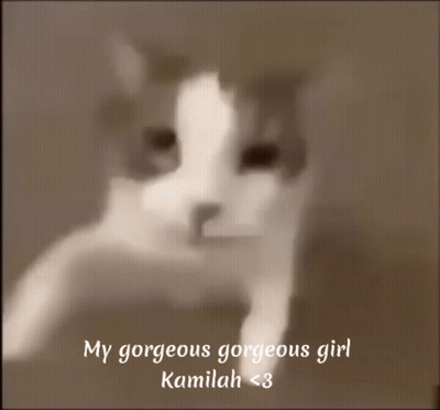 My Gorgeous Gorgeous Girl Kamilah Cat GIF