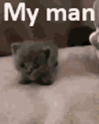 My Man Kitten GIF