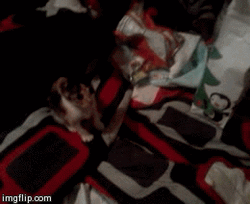 My Precious Little Kitten Yawning GIF