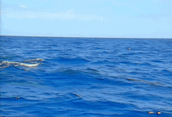 My Precious Thar She Blows Funny GIF