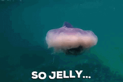 Mystic Jelly Fish GIF