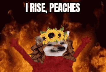 Nafo Nafofellas GIF