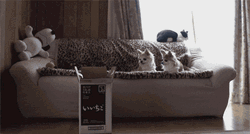 Nailed It Cat Box Shoot GIF