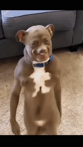 Naked Dog With Blue Collar GIF