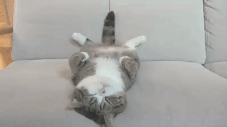 Nap Cute Cat Play Tail GIF