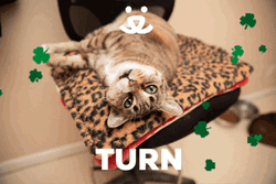 Napoleon Turn Lucky Around GIF