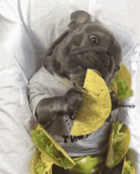 Nappy Puppy Funny Taco Tuesday Eating GIF