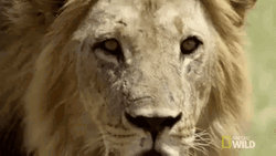 Nat Geo Wild King Lion Roar GIF