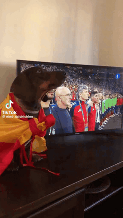 National Anthem Dog GIF