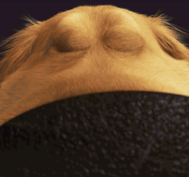 National Dog Day August Tweenty Six GIF