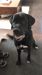National Dog Day Black Labrador GIF