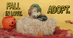 National Dog Day Fall In Love Then Adopt GIF