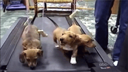 National Dog Day Game Dogs On Trendmill GIF