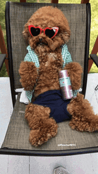 National Dog Day Poodle Chilling GIF