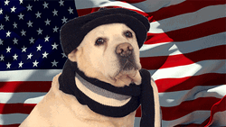 National Dog Day Proud American Dog GIF