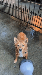 National Dog Day Splashing Water GIF