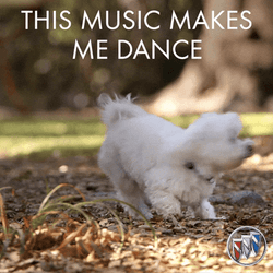 National Dog Day White Dog Chasing Tail GIF