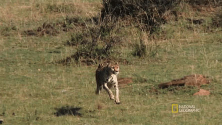 National Geographic Animal Cheetah Running  GIF