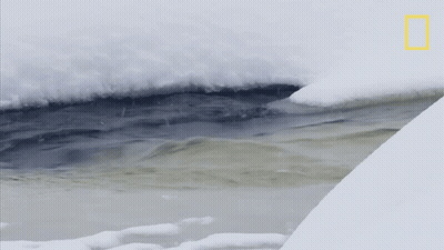 National Geographic Logo GIF
