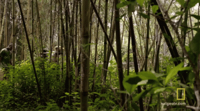 National Geographic Logo In Dense Forest GIF