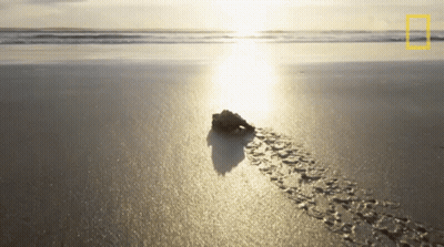 National Geographic Logo On Beach GIF