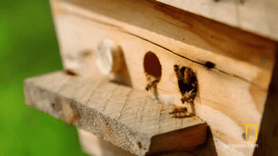 National Geographic Logo On Wooden Box GIF