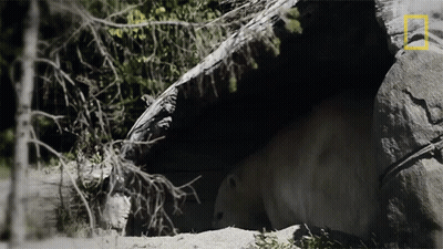 National Geographic Logo GIF