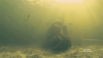 National Geographic Man Swimming In Water GIF