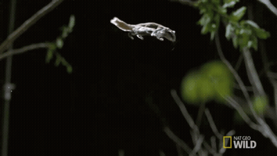 National Geographic Wild Bird Flying In Dark GIF