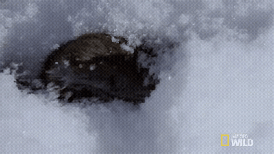 National Geographic Wild Logo On Snowy Surface GIF
