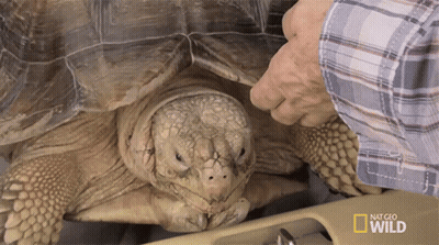 National Geographic Wild Man Examining Turtle GIF