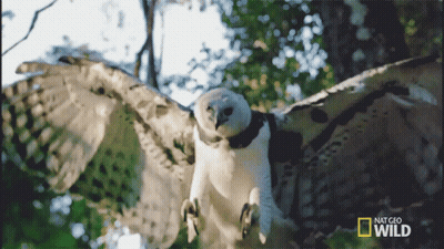 National Geographic Wild Owl Flying