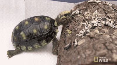 National Geographic Wild Turtle Crawling On Log GIF